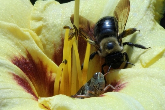 DON STEVENS WITH GRASSHOPPER & BEE - photo by Marlene Harmon